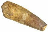 Bargain Fossil Spinosaurus Tooth - Real Dinosaur Tooth #268176-1